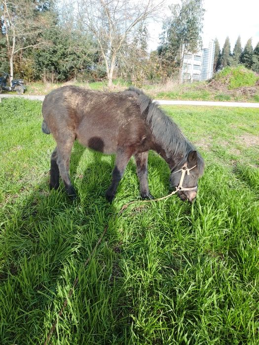 vendo ou troco poldra preta com 8 nesses