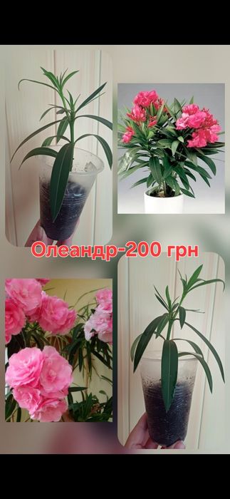 Олеандр ароматний