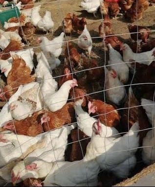 Kury nioski z jajkiem, darmowy dowóz Myślenice