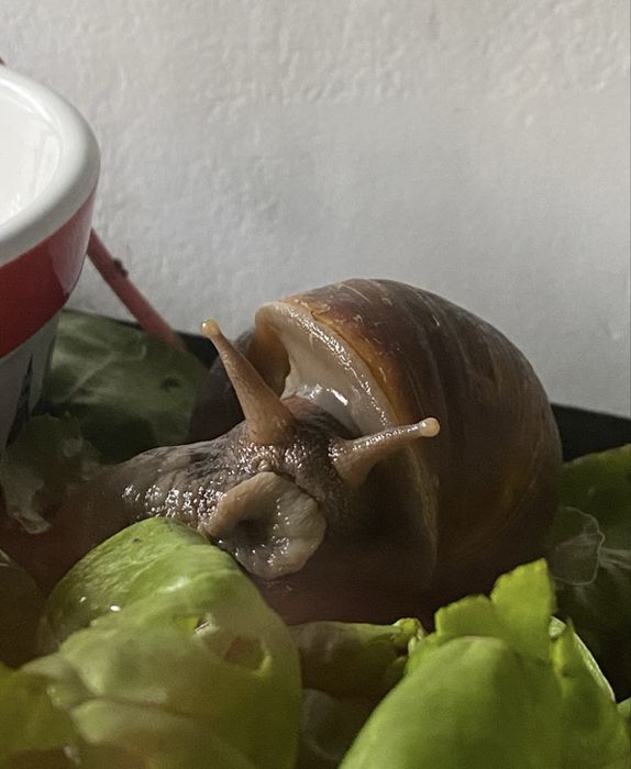 Ślimak afrykański archachatina marginata ovum