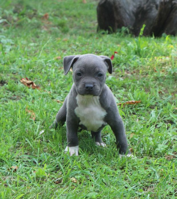 Amstaff American Staffordshire Terrier Amstaf BLUE sunia błękitna