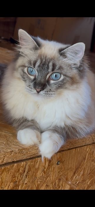 Piękny kotek rasy ragdoll