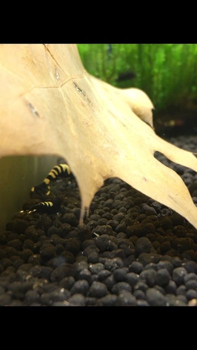 Krewetki pinto zebra