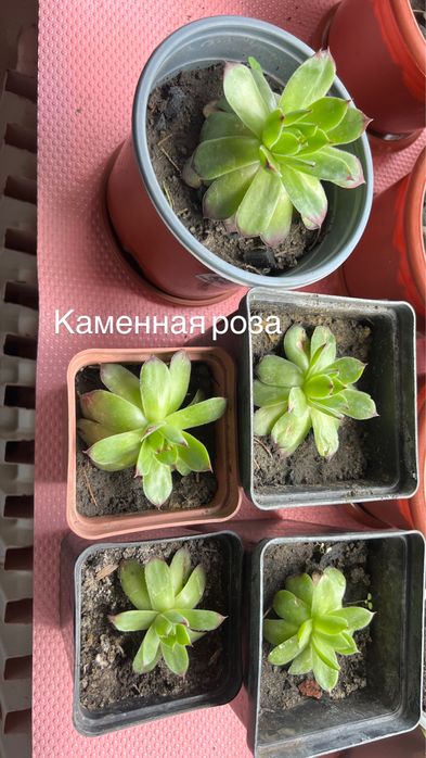 Обмен комнатных растений