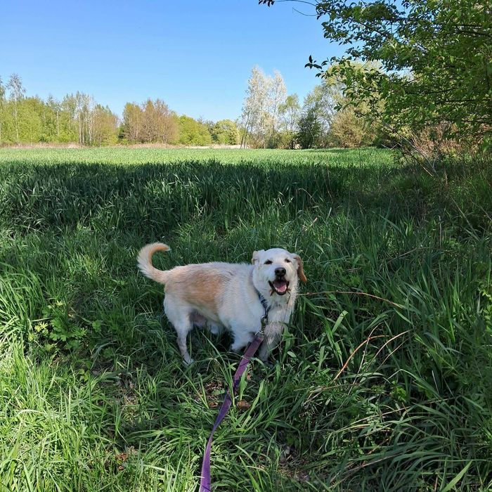 Hej Dziewczyno/ Chłopaku, spójrz na MISIA. Biały, mały kudłacz, indywidualista MISIEK do adopcji