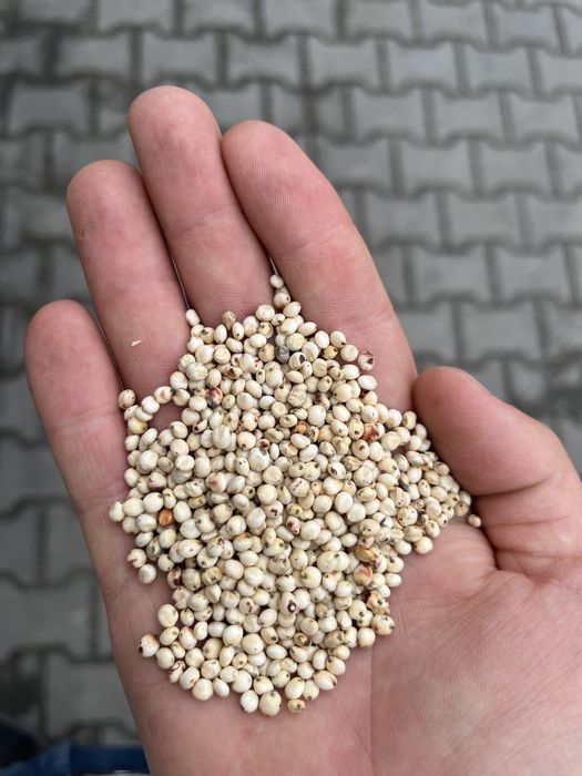 Sorgo Białe worki lub big bag