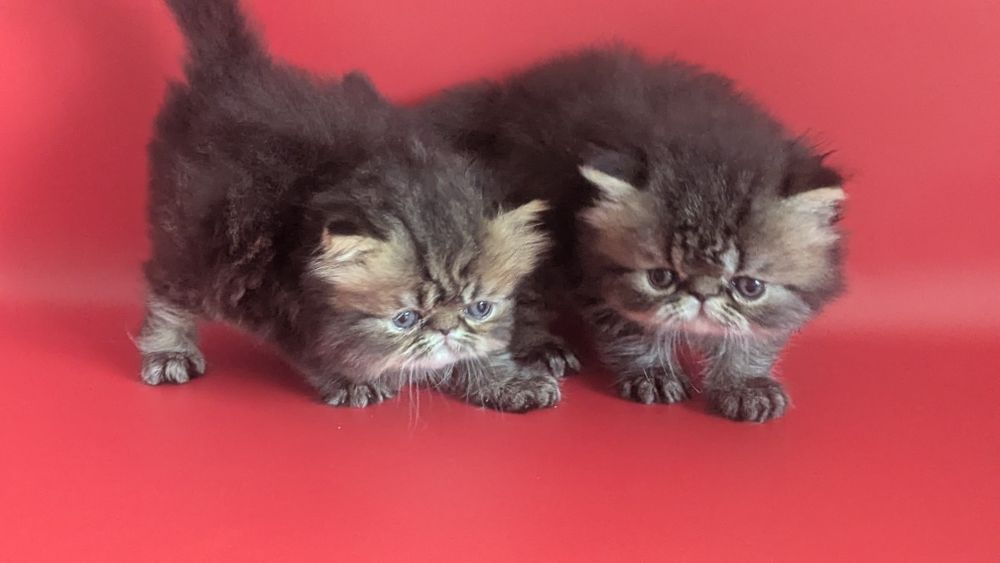 Персидські кошенята хлопці браун таббі розплідник