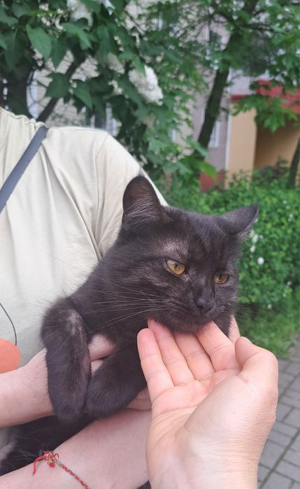 Дуже гарний молодий котик