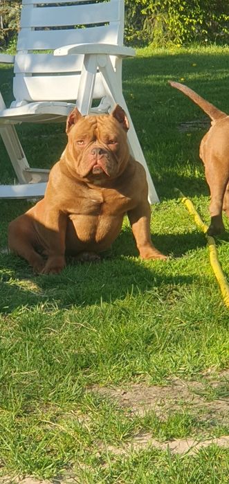 American bully pocket