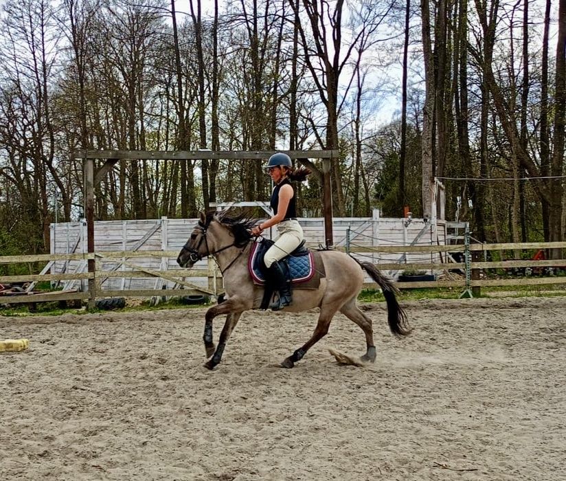 Wałach kuc kn 4 lata