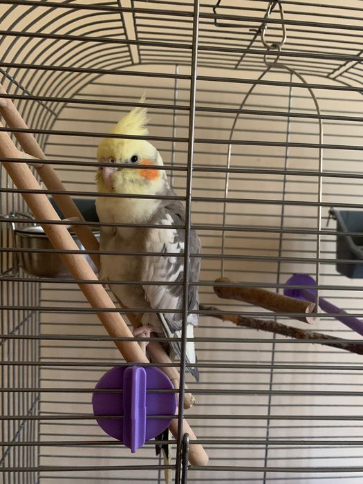 Пропав корела район сухий фонтан