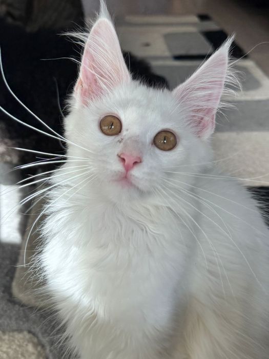 Мейн кун кошенятка !