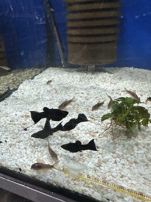 Molinezja czarna ksiezycowa od Max Zoo