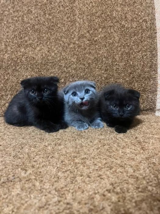 Продам Шотландських кошенят