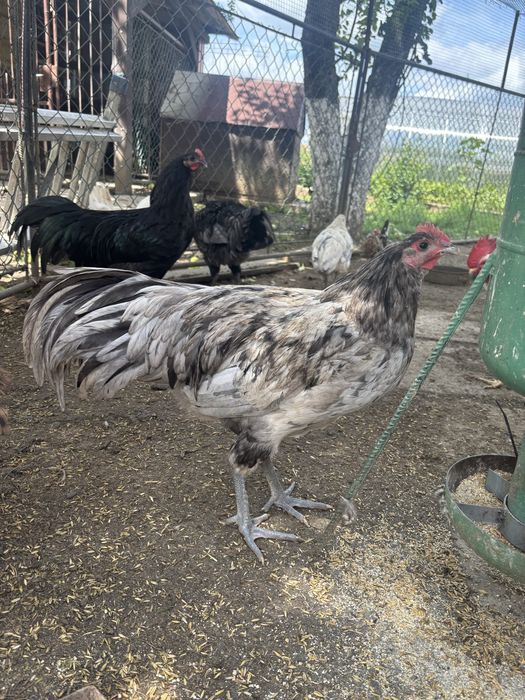 Kogut leghorn, australop