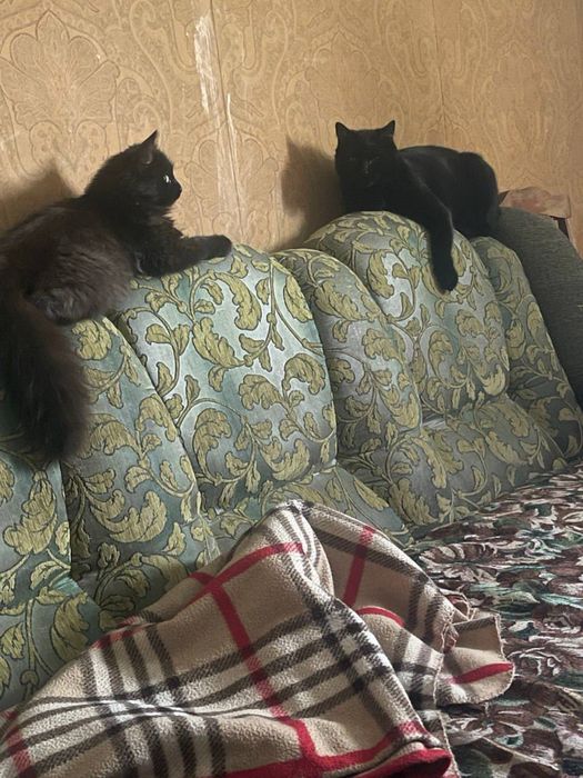 Коты в добрые руки