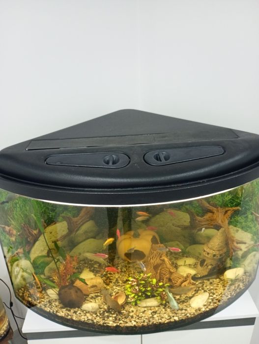 Акваріум кутовий