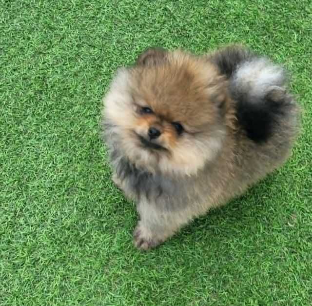 Szpic miniaturowy pomeranian piesek FCI