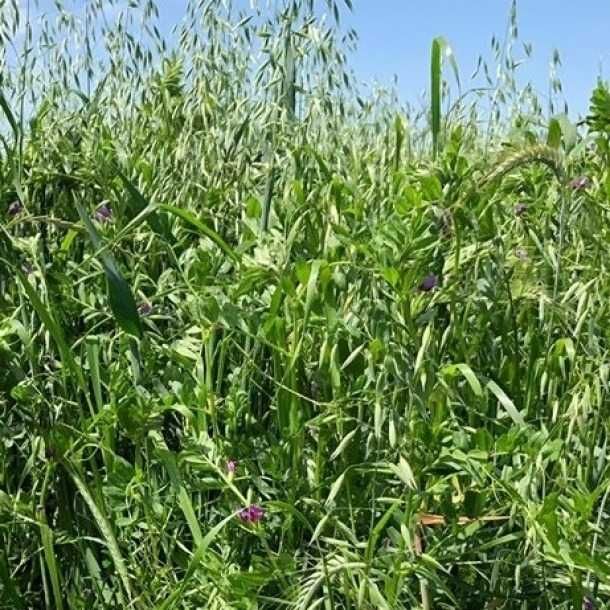 MISTURA FORRAGEIRA CERTIFICADA - AGRICULTURA BIOLÓGICA -