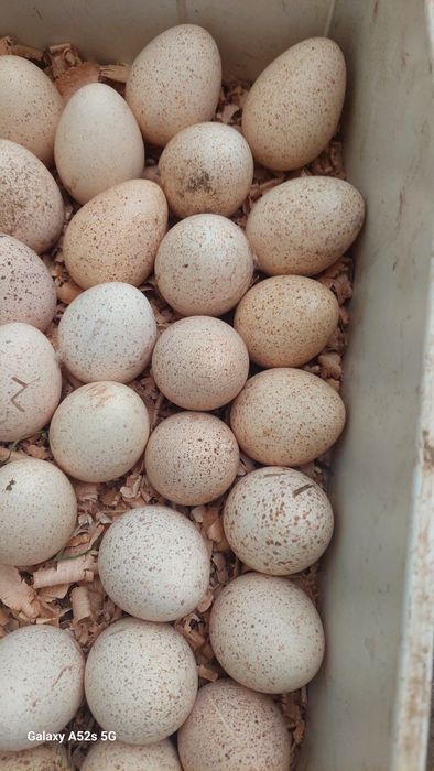 Faisão  de qualidade