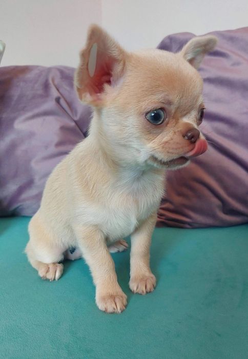 Чихуахуа породистые детки