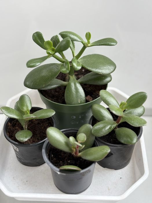 грошове дерево (Crassula ovata) – великі та маленькі саджанці!