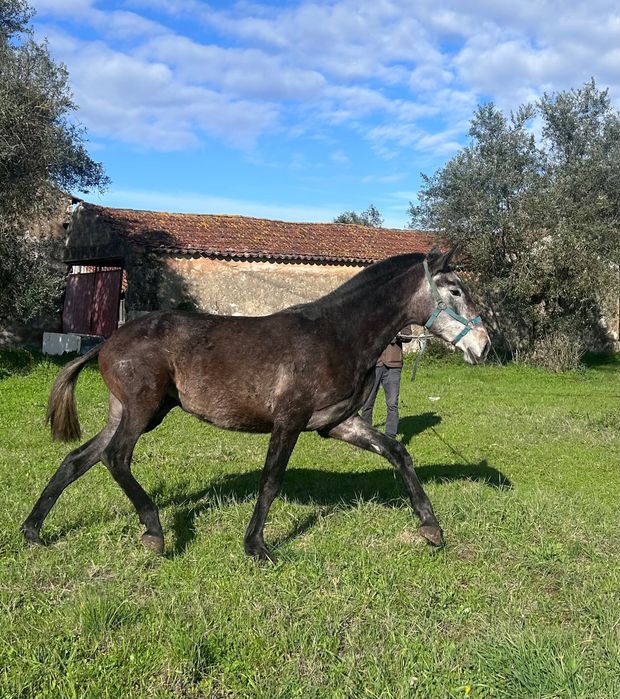 Vendo poldra lusitana