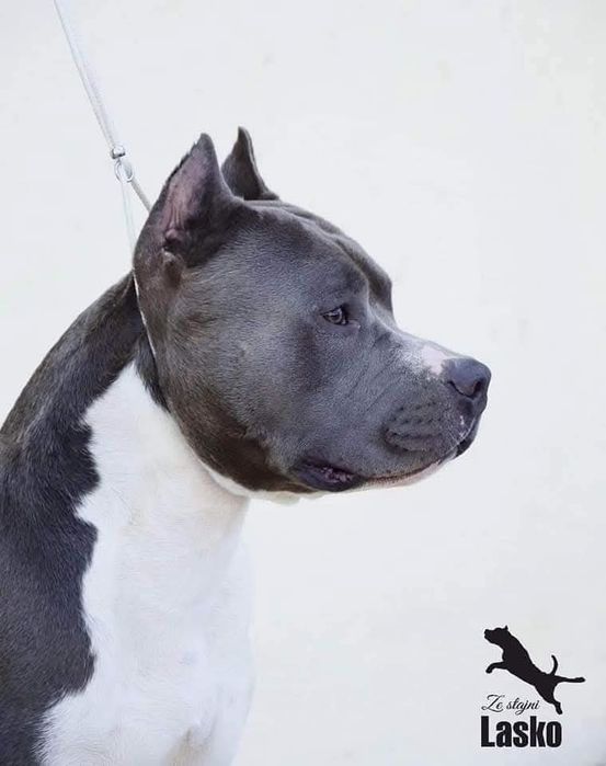 amstaff ZKwP FCI