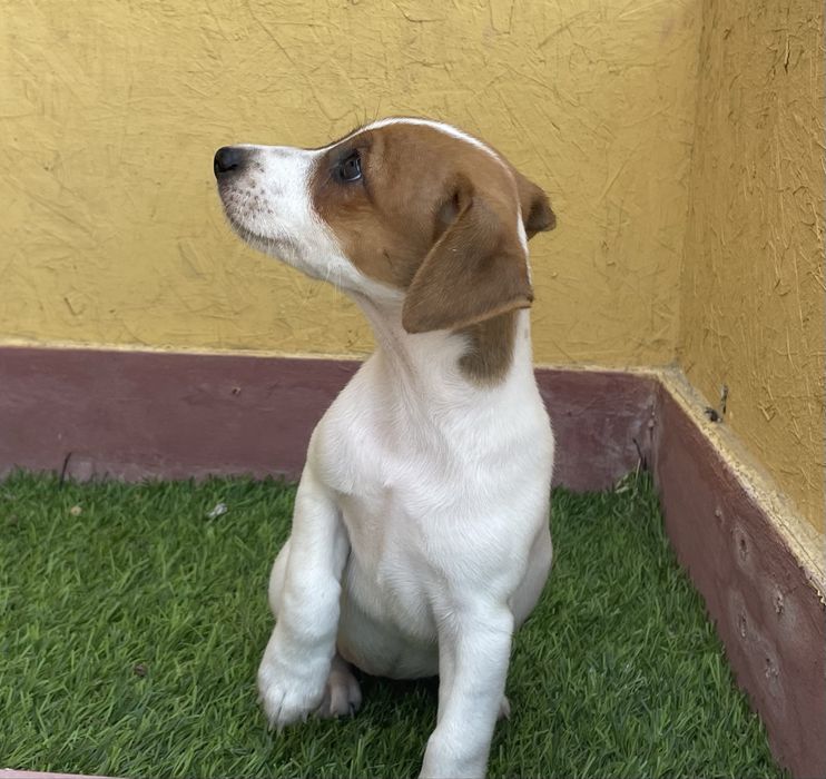Fêmea Jack Russell