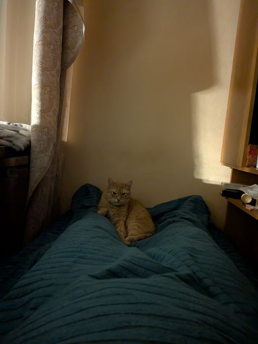 Scotty szuka lepszego domu