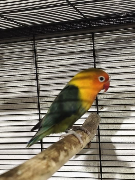 Casal de fishers/fallow/opalino