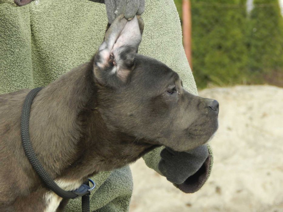 Cane corso szczenie FCI (ZKwP)