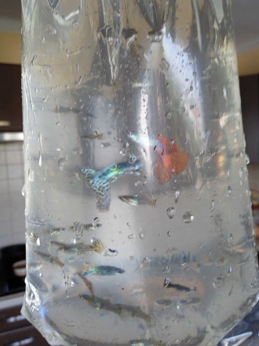 Pawie Oczka Rybki 3 zł