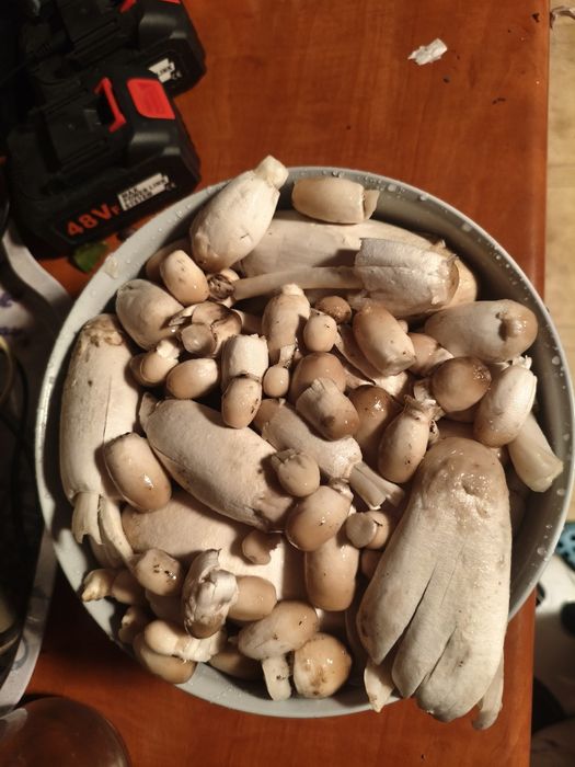 Czernidłak Kopyłkowaty