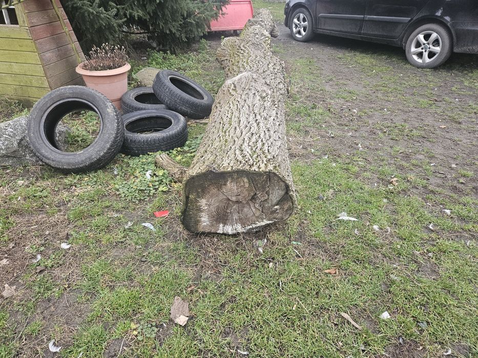 Orzech włoski zeszloroczny