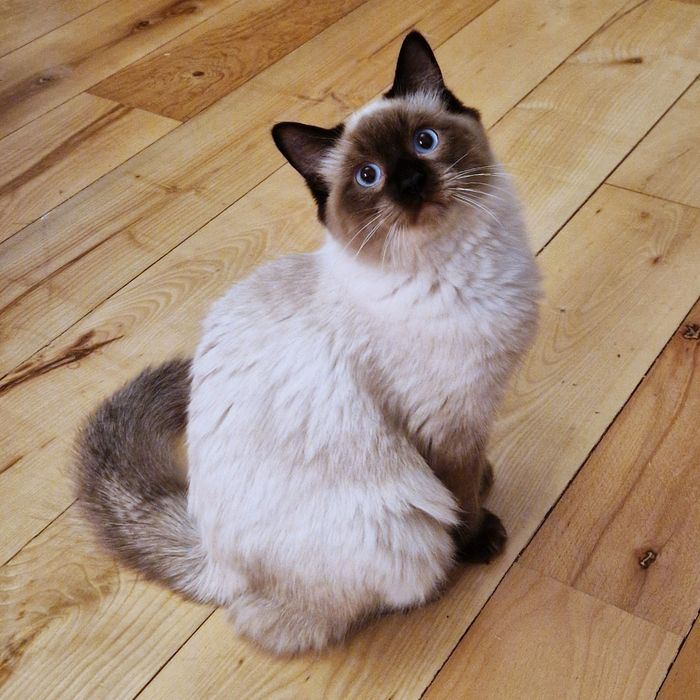 Ogromy kocurek Ragdoll - Fife/FPL