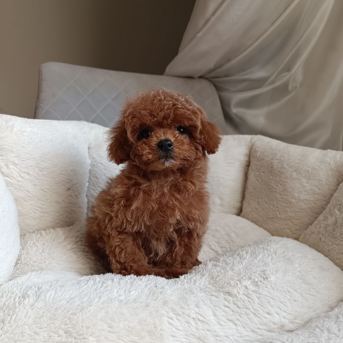 Міні дівчинка. Готова до переїзду. Курноса мальтипу. Київ