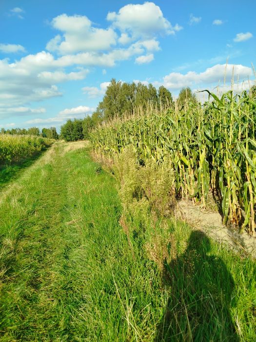 Działka rolna na sprzedaż