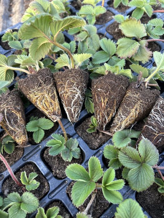 Саджанці полуниці