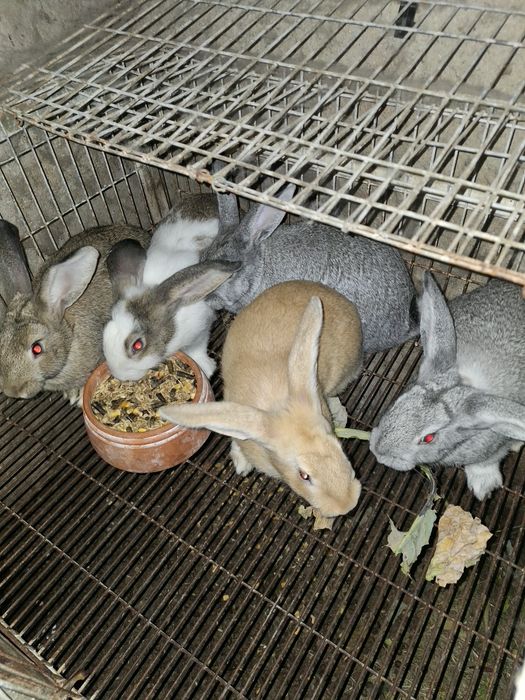 COELHOS para venda