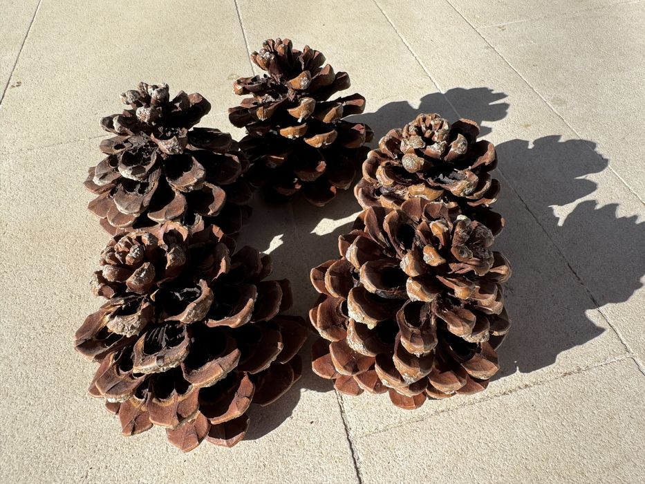 Pinhas de Pinheiro-Manso – 4 Kg por 5 € | Promo 3 sacos = 14€