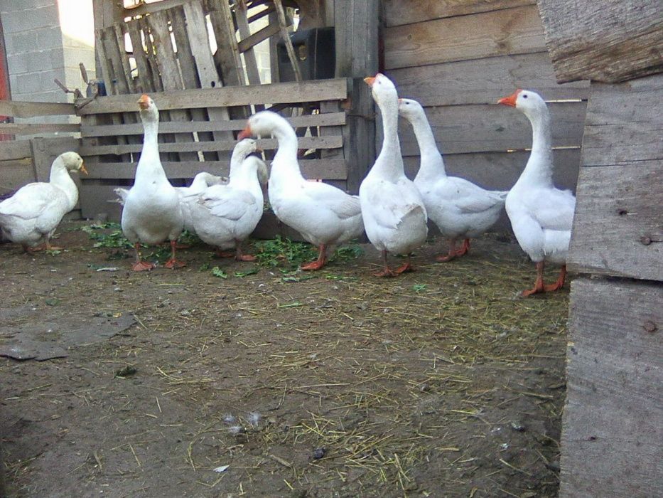 Гусиные яйца породы Линда!