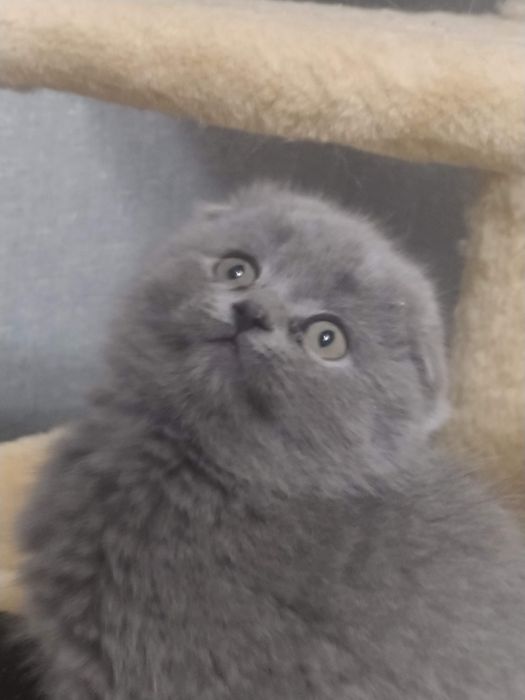 Котик шотландський висловухий