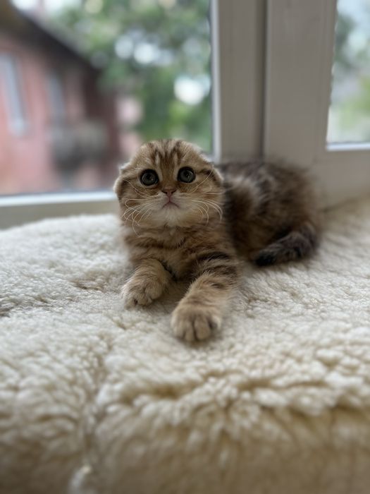 Шотландская кошка