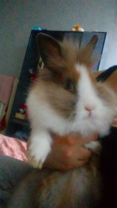 Króliczek Karzełek Teddy miniaturka z klatką