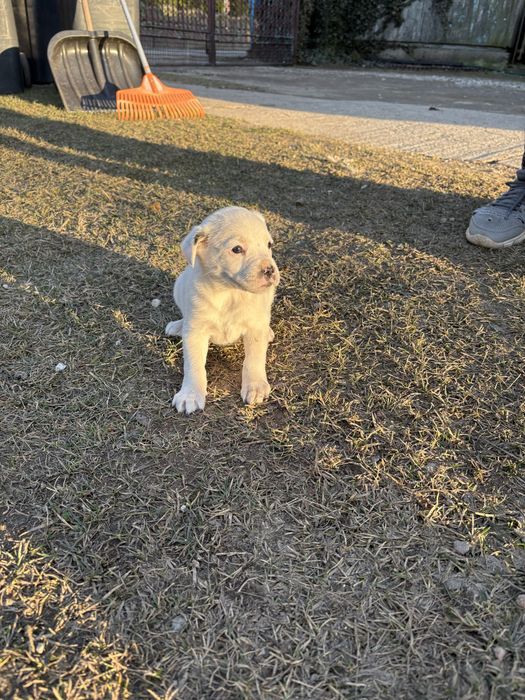 Oddam przyjazną suczkę