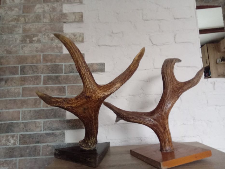 Продам Оленячі роги