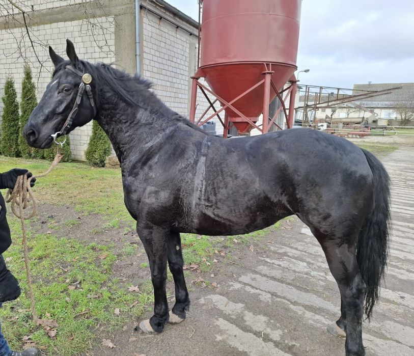 Kara klacz 5 lat po ogierze Epolet