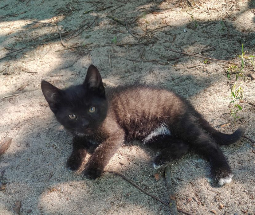 Koty do  adopcji