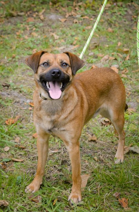 Młody aktywny psiak szuka domu